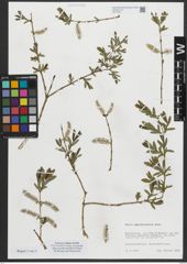 Foto von Salix amplexicaulis Bory